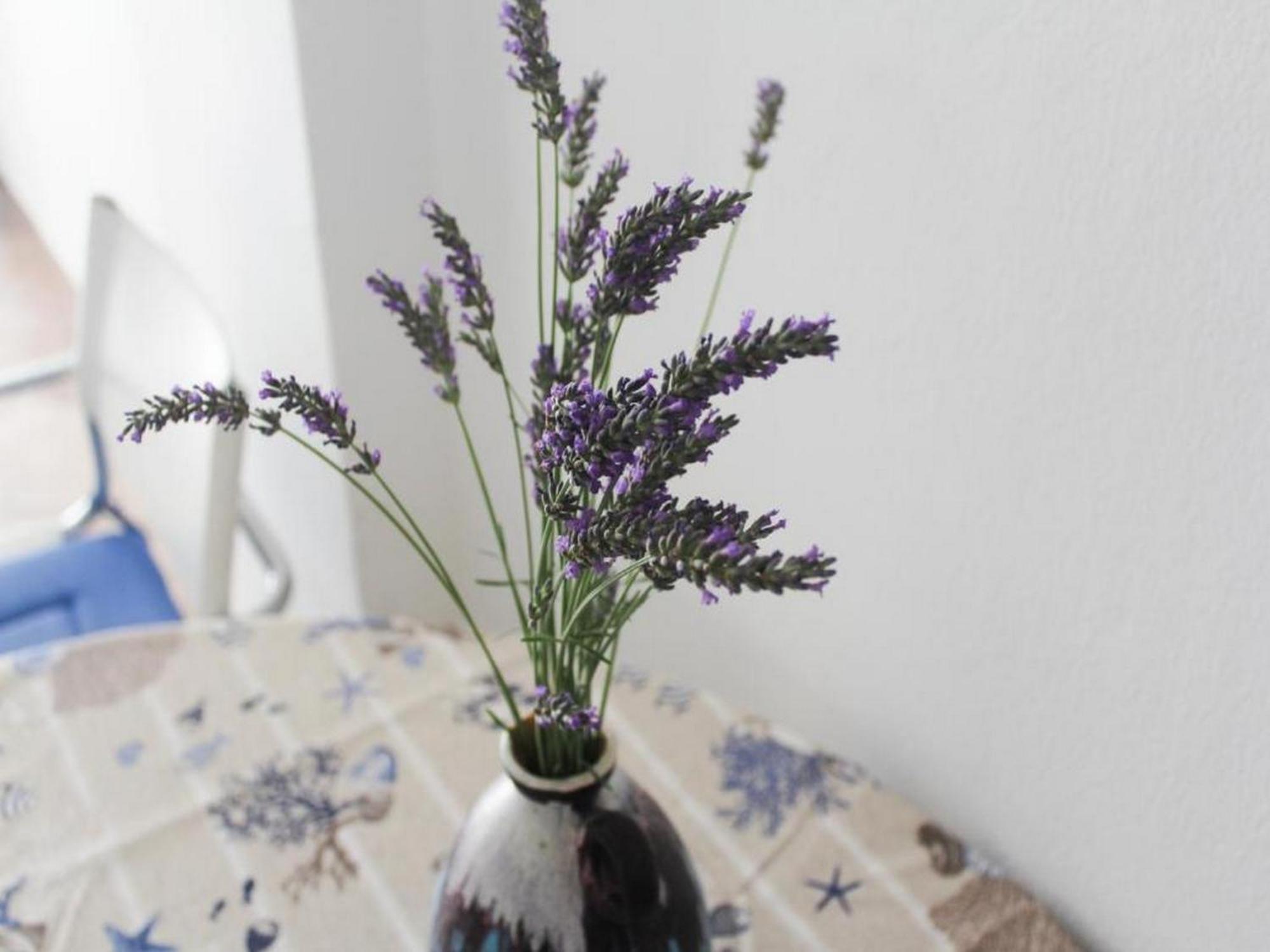 Apartmani Lucia Biograd Biograd Na Moru Rom bilde